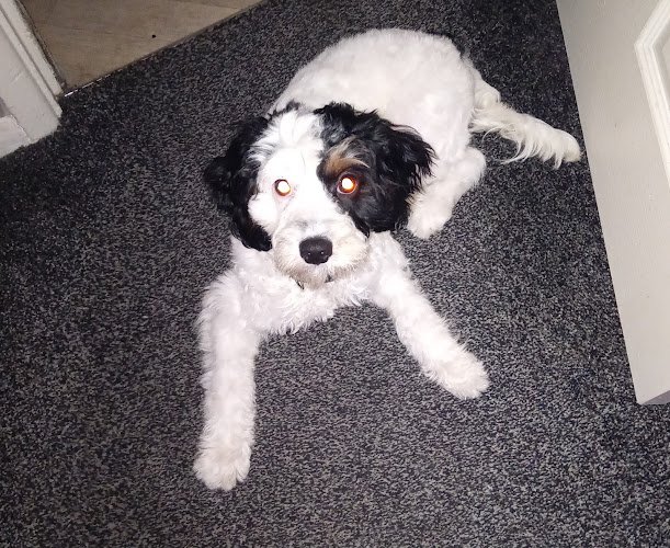A dog's life grooming salon
