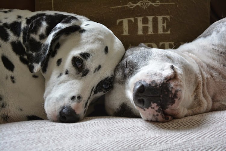 Best Friends Day Care