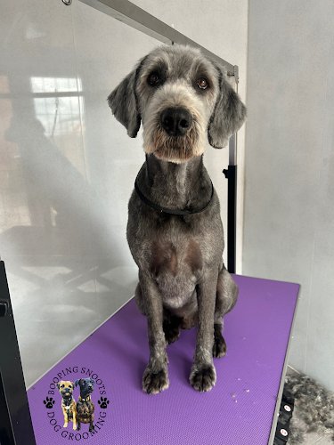 Booping Snoots Dog Grooming