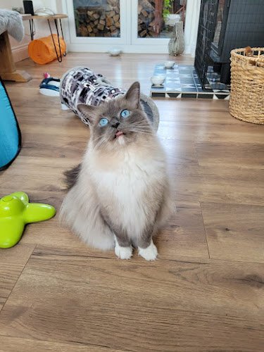 Durham Cat Hotel