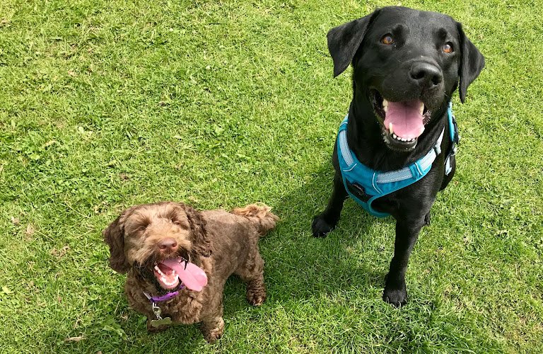 Stark Treks - Dog Boarding & Daycare