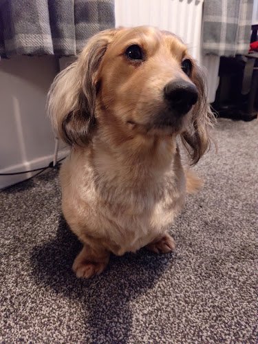 The Dog House Spa & Chill