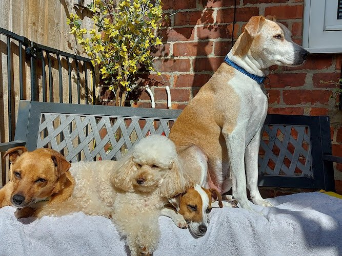 Walk the Line Dog Walking and Pet Care