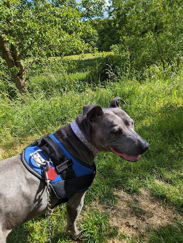 Bark's In The Park