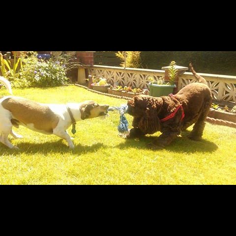 Beau's Buddies Dog Walking Services