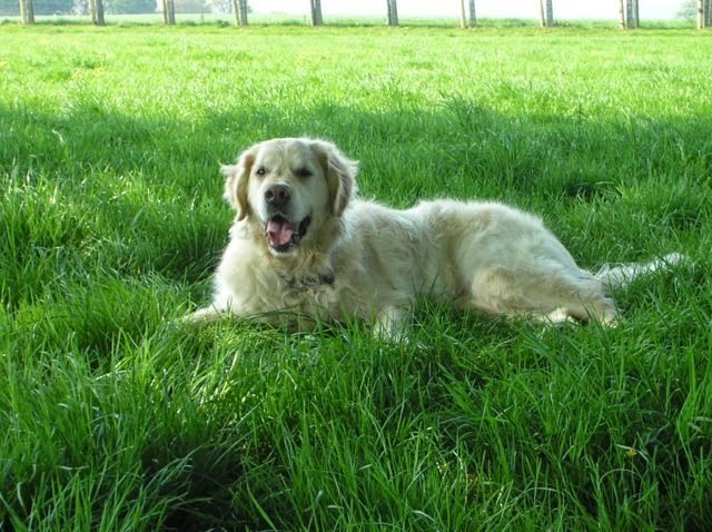 Gateshead Pet Sitters