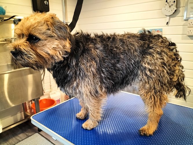 Nose2tail dog groomers