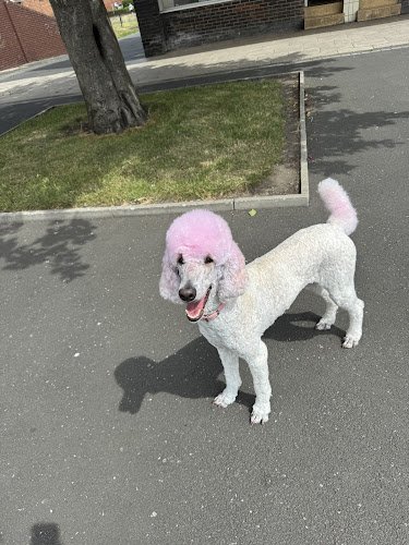 Posh Paws Dog Grooming