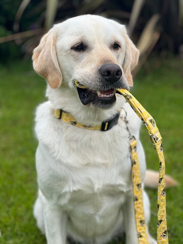 The Eco Dog Design Company