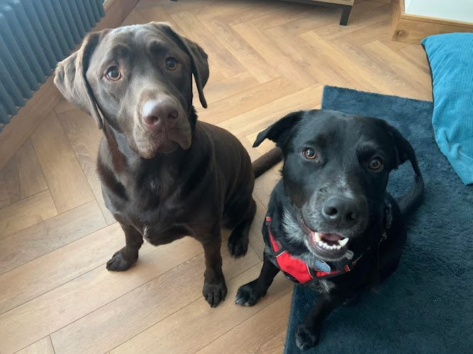Charlie’s House - Dog Boarding