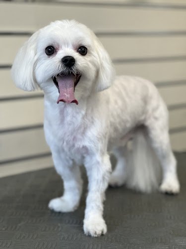 Bella’s Dog Grooming