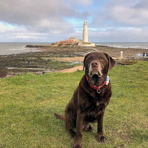 Furry Towers - Home Dog Boarding