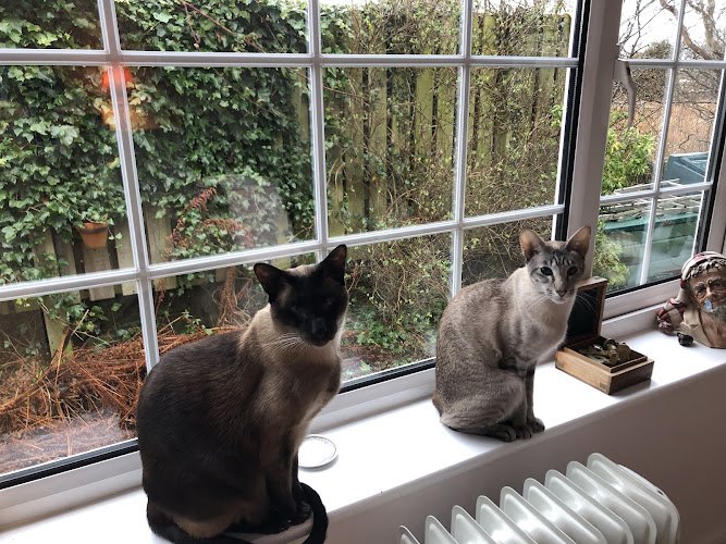 Holiday Kitty Cat Care Ltd
