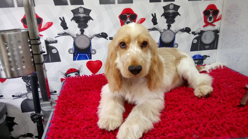 Hounds of Love Dog Grooming Salon