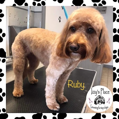 Izzy's Place Dog Grooming