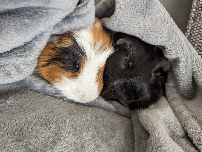 NE Piggy Boarding