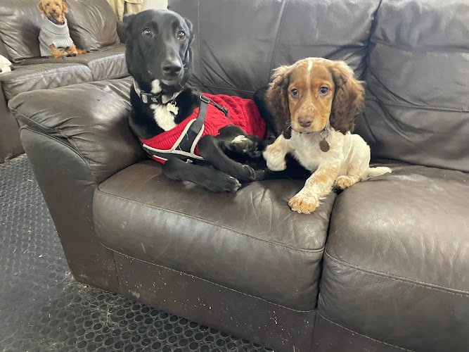 Newcastle K9 Group