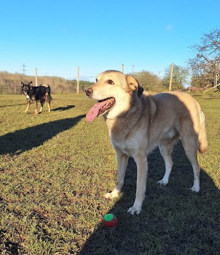 Proud Pups Canine Behaviour and Training