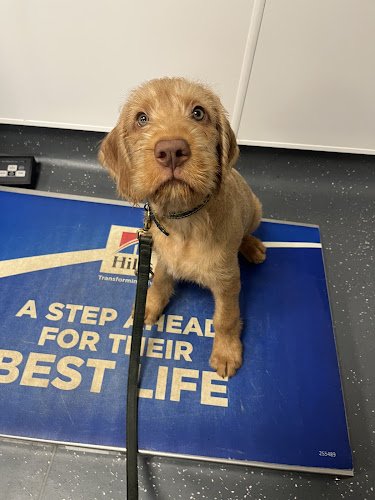 Rudi’s canine coaching