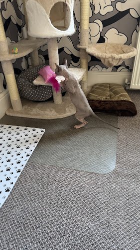 The Cat's Pyjamas Hotel