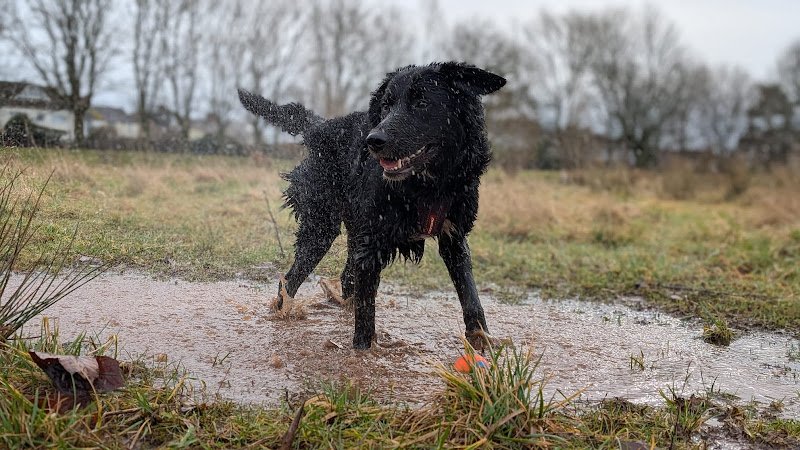 Wideopen Walkies