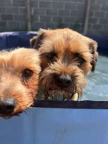 A1 Kennels