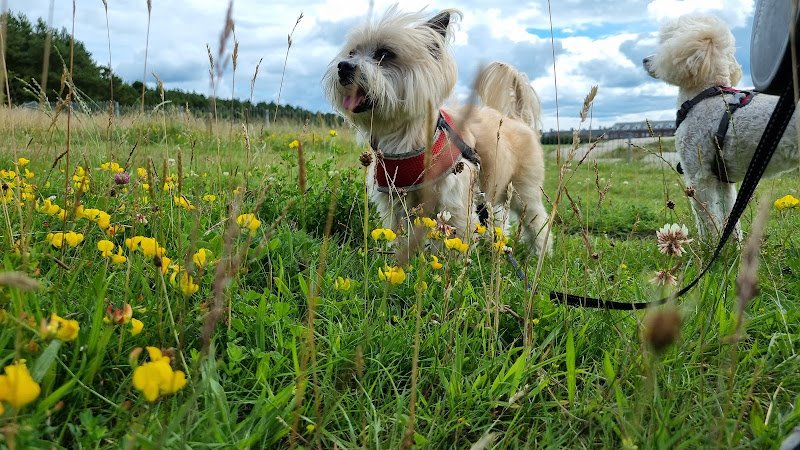 Little Barks Home Boarding