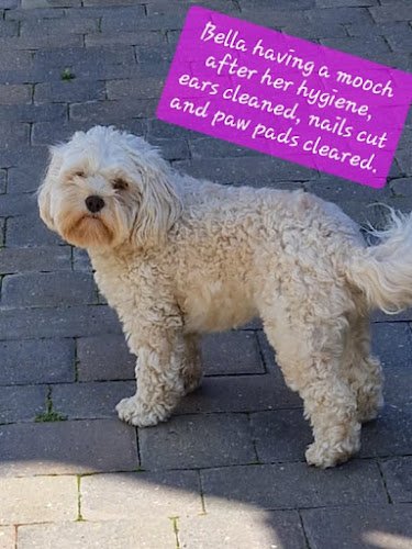 4 Paws Dog Grooming