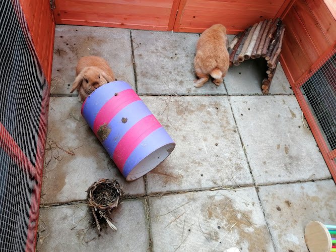 Blakes Bunny Rabbits Boarding