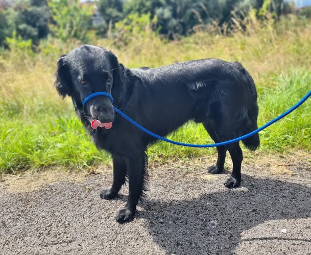 Els Dog Walking and Pet Sitting Services