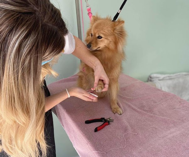 Pooches Parlour