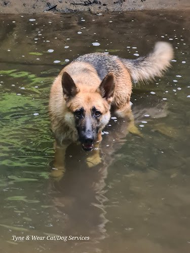 Tyne and Wear cat and dog services