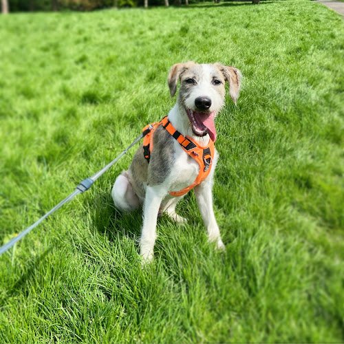Woody's Walks