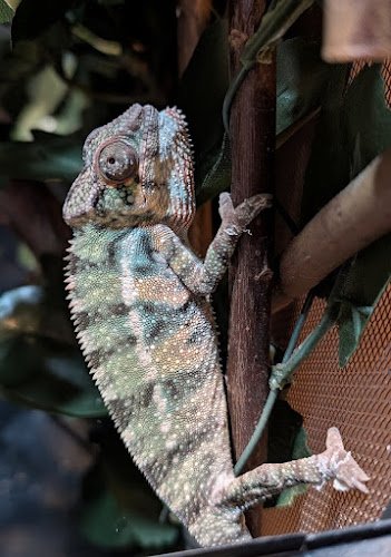 Cosy Chameleon Pet Sitting and Boarding