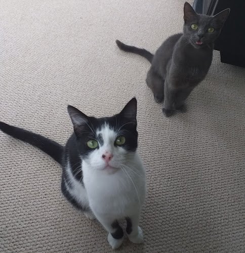 Purrfect Pawz Pet Care -Cat Sitting