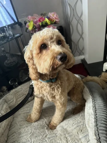 4 Paws Dog Grooming