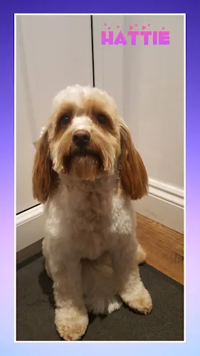 A.M.D. Dog Grooming