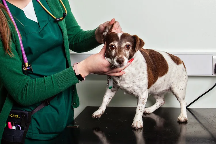 Abbey Veterinary Centre - Chester le Street