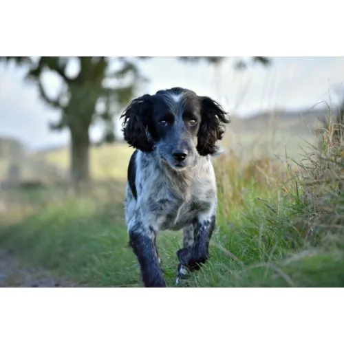 Alnwick pet photography