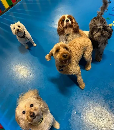 Alnwick | The Doggy Day Care Centre