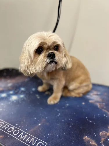 Aunty Eves Dog Grooming
