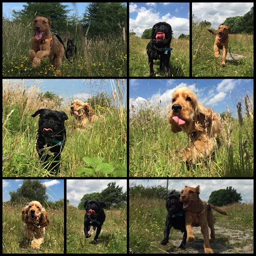 Barking Dad Professional Dog Walker Gosforth, Dog Walker Great Park and Dog Walking Newcastle