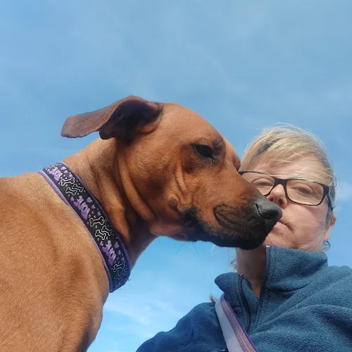 Barking Mad Dog Training