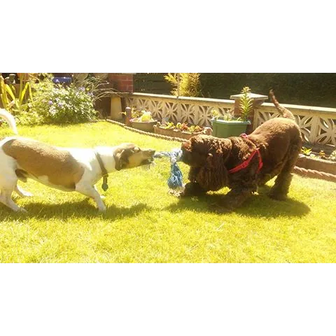 Beau's Buddies Dog Walking Services
