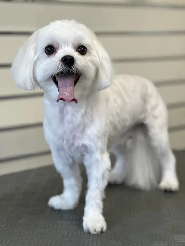 Bella’s Dog Grooming