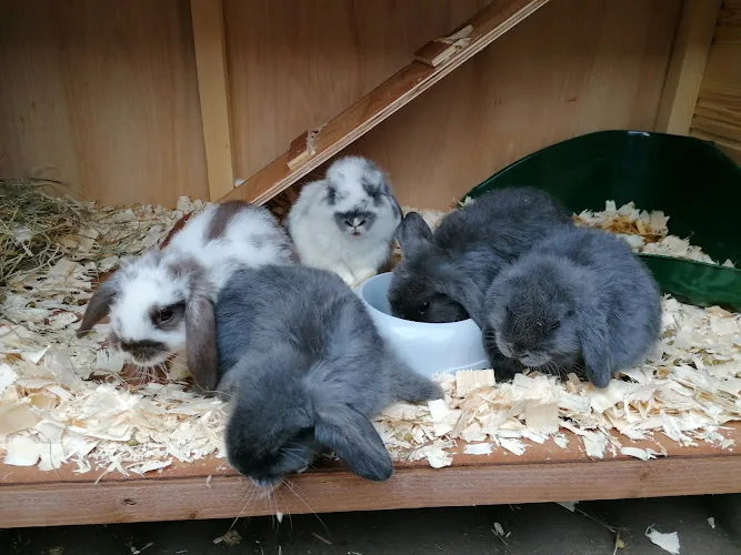 Blakes Bunny Rabbits Boarding