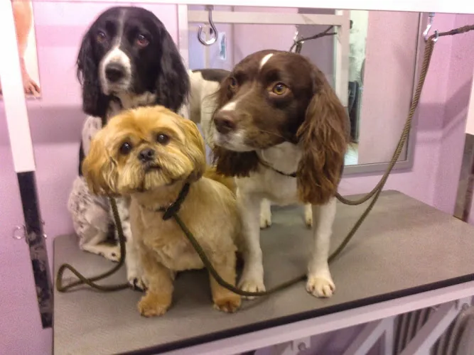 Bubbles Dog Grooming