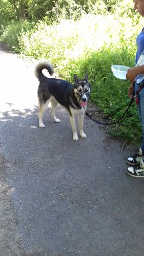 Canine Capers