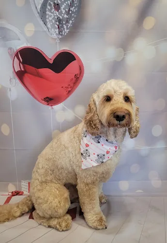 Chic Pawtique