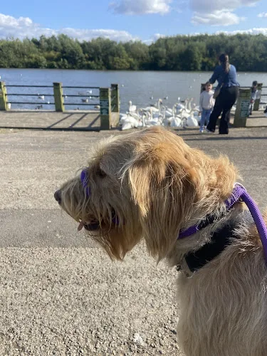 Comfy Tails Pet Services - Local Dog Walker And Home Boarder Sunderland